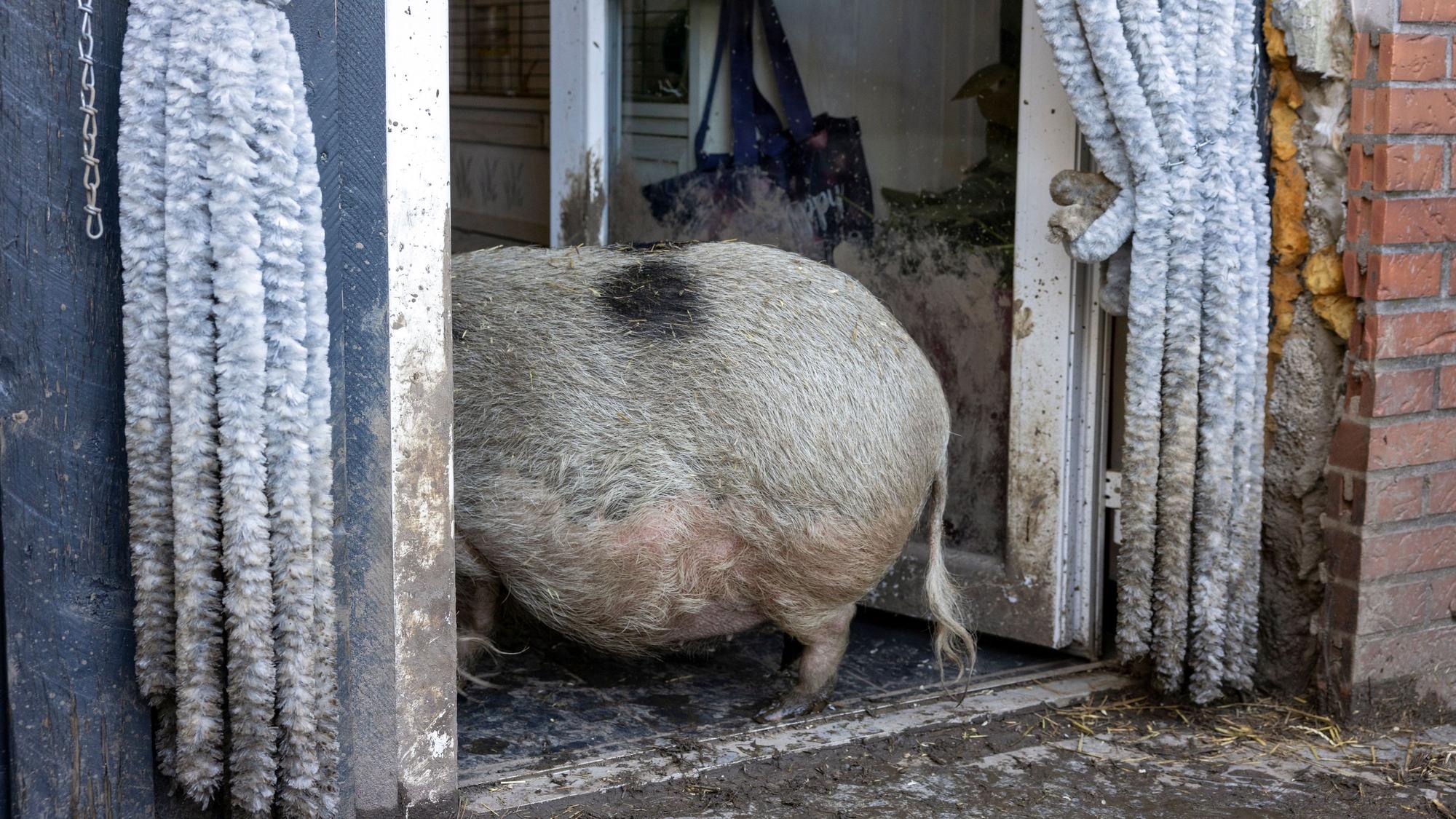03.04.2023, Aachen: Zu Besuch bei Tanja Basdorf und Oliver Reiß, die im Garten ihres Reihenhauses drei Hausschweine und zahlreiche Hühner halten.
Foto: Michael Bause