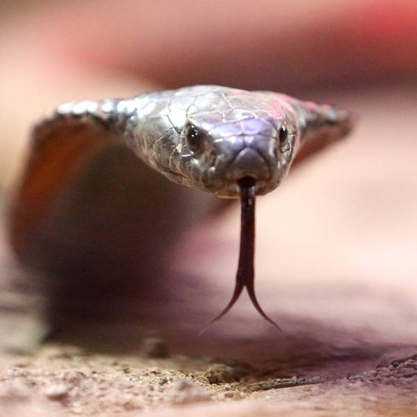 Eine giftige arabische Kobra kriecht durch ihr Terrarium im Terrazoo Rheinberg.