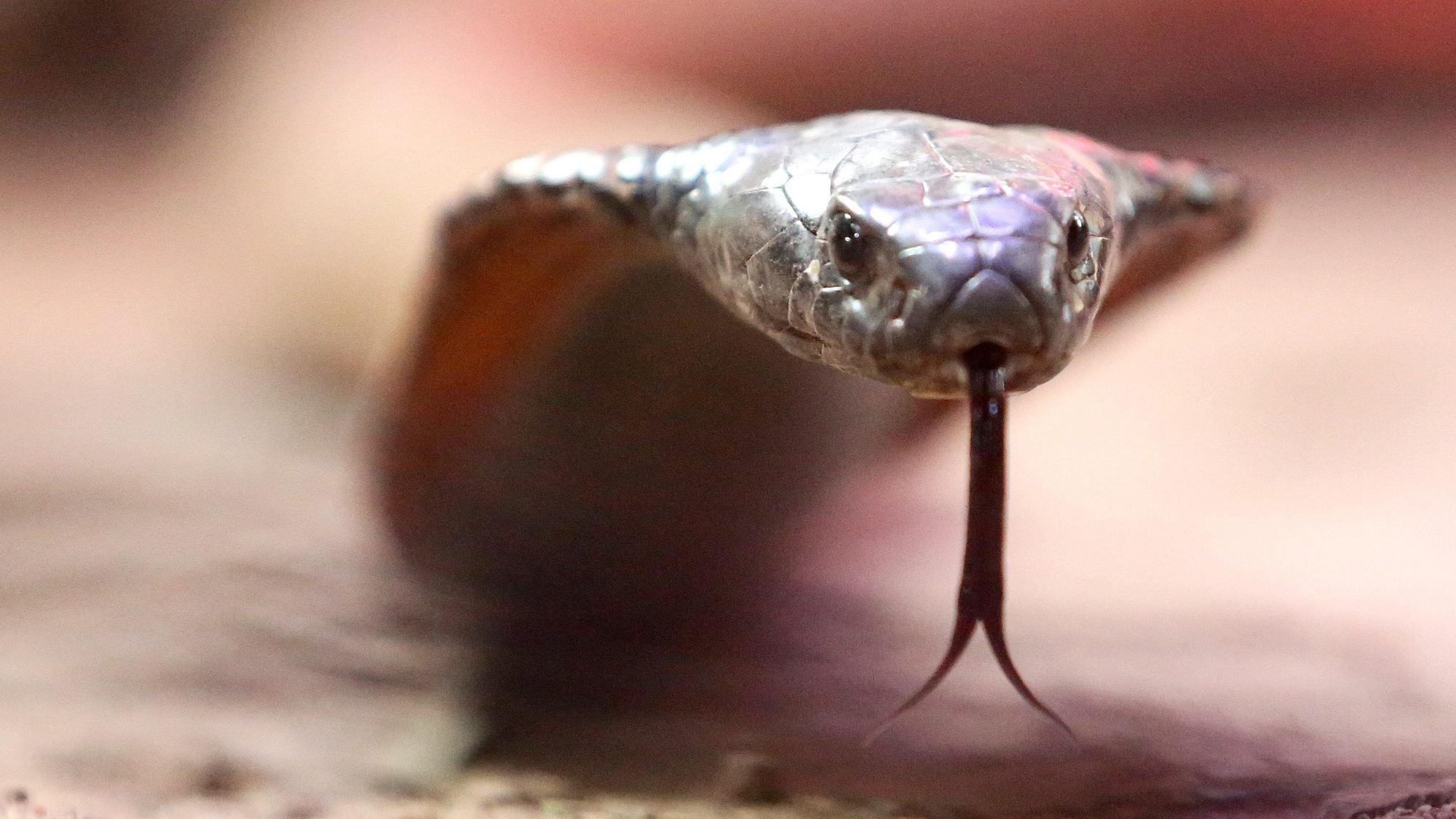 Eine giftige arabische Kobra kriecht durch ihr Terrarium im Terrazoo Rheinberg.
