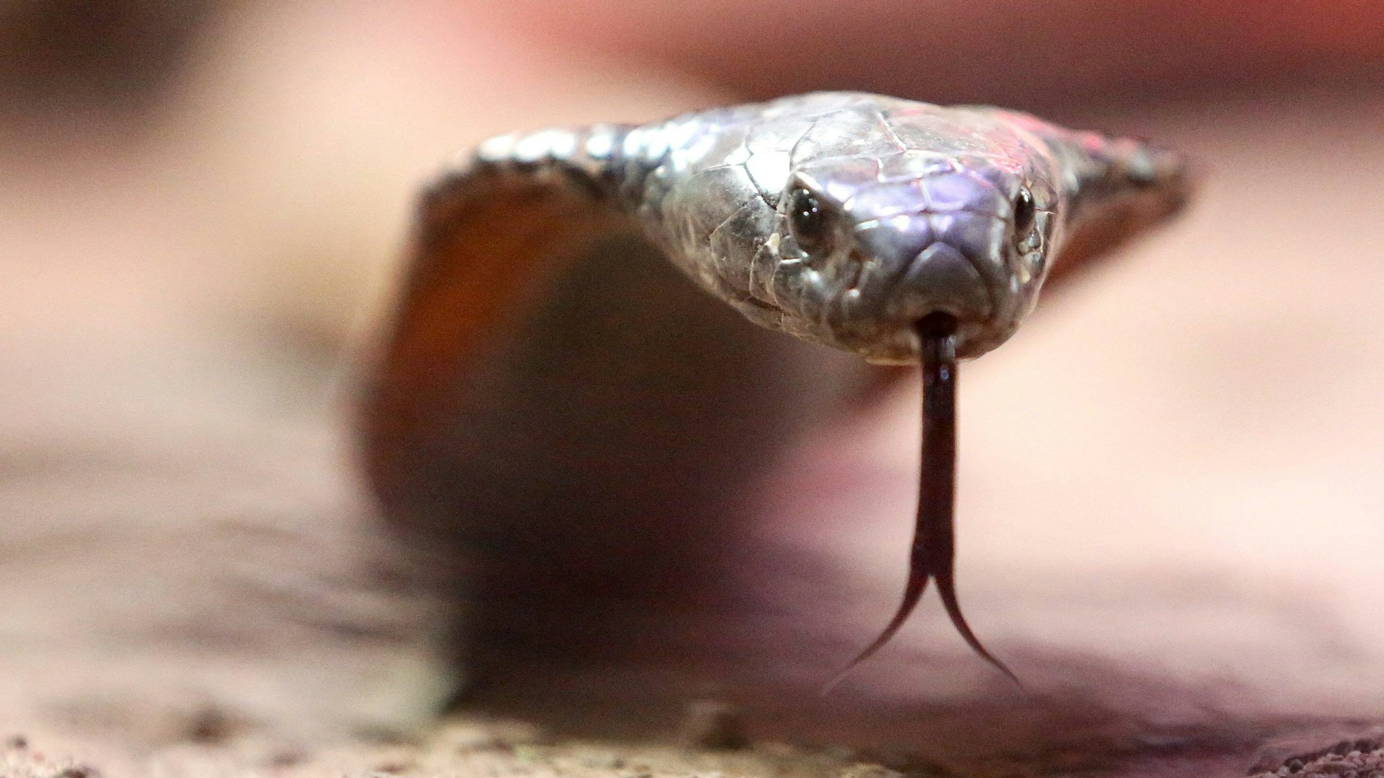 Eine giftige arabische Kobra kriecht durch ihr Terrarium im Terrazoo Rheinberg.