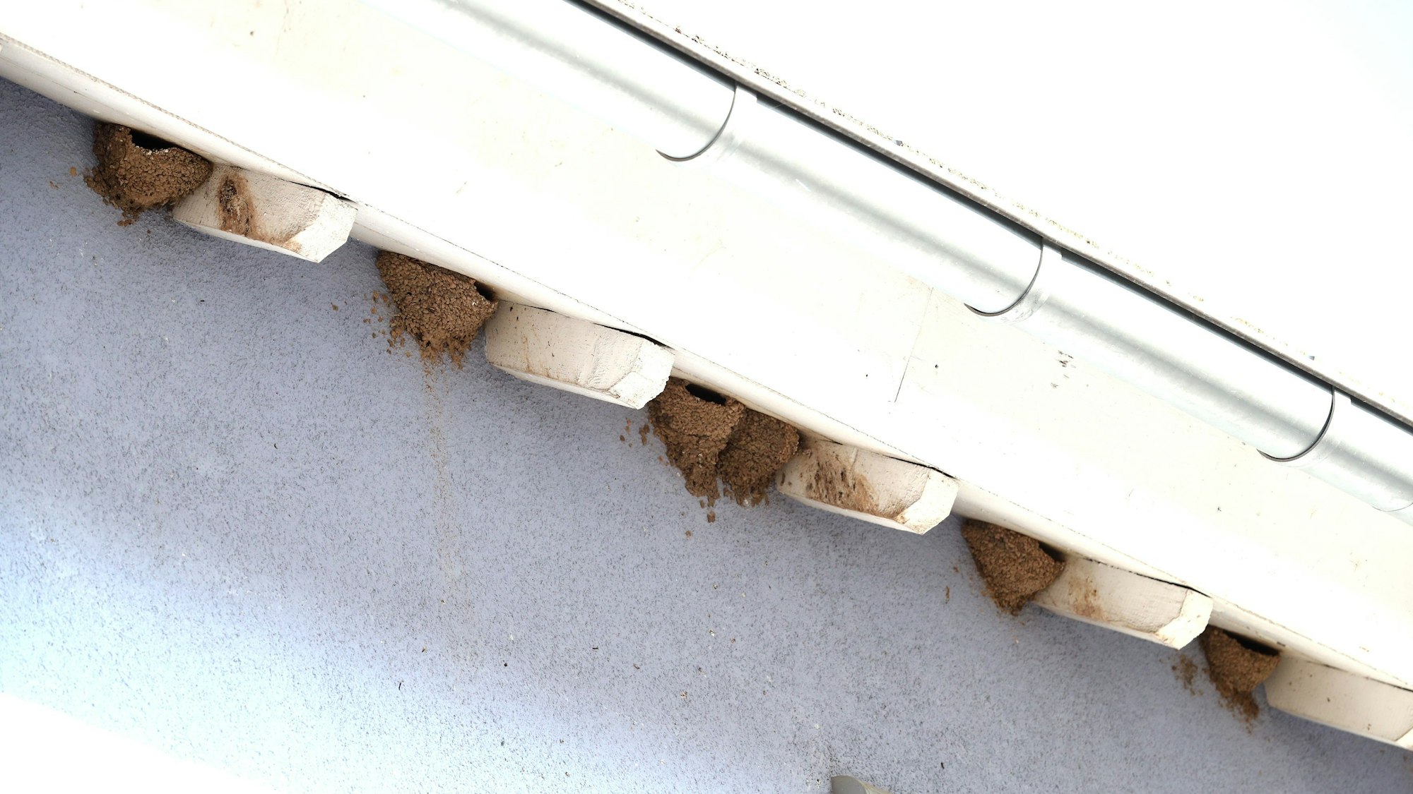 Zahlreiche Nester unter einem Sims