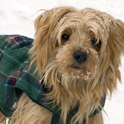 Dick eingepackt und mit Schnee um die Nase stapft am Donnerstag (19.02.2009) der Yorkshire Terrier "Micki" durch den Neuschnee in Berlin. Laut Wettervorhersage überwiegen am Donnerstag dichte Wolken. Zudem fällt im Tagesverlauf in weiten Teilen Berlins und Brandenburgs zeitweise etwas Schnee bei Temperaturen um den Gefrierpunkt. Foto: Arno Burgi dpa/lbn +++ dpa-Bildfunk +++