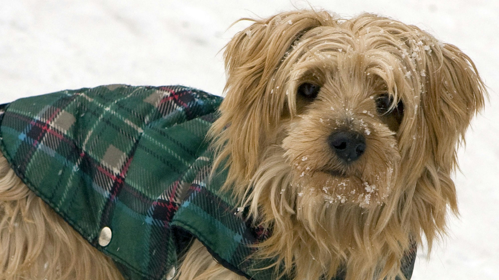 Dick eingepackt und mit Schnee um die Nase stapft am Donnerstag (19.02.2009) der Yorkshire Terrier "Micki" durch den Neuschnee in Berlin. Laut Wettervorhersage überwiegen am Donnerstag dichte Wolken. Zudem fällt im Tagesverlauf in weiten Teilen Berlins und Brandenburgs zeitweise etwas Schnee bei Temperaturen um den Gefrierpunkt. Foto: Arno Burgi dpa/lbn +++ dpa-Bildfunk +++