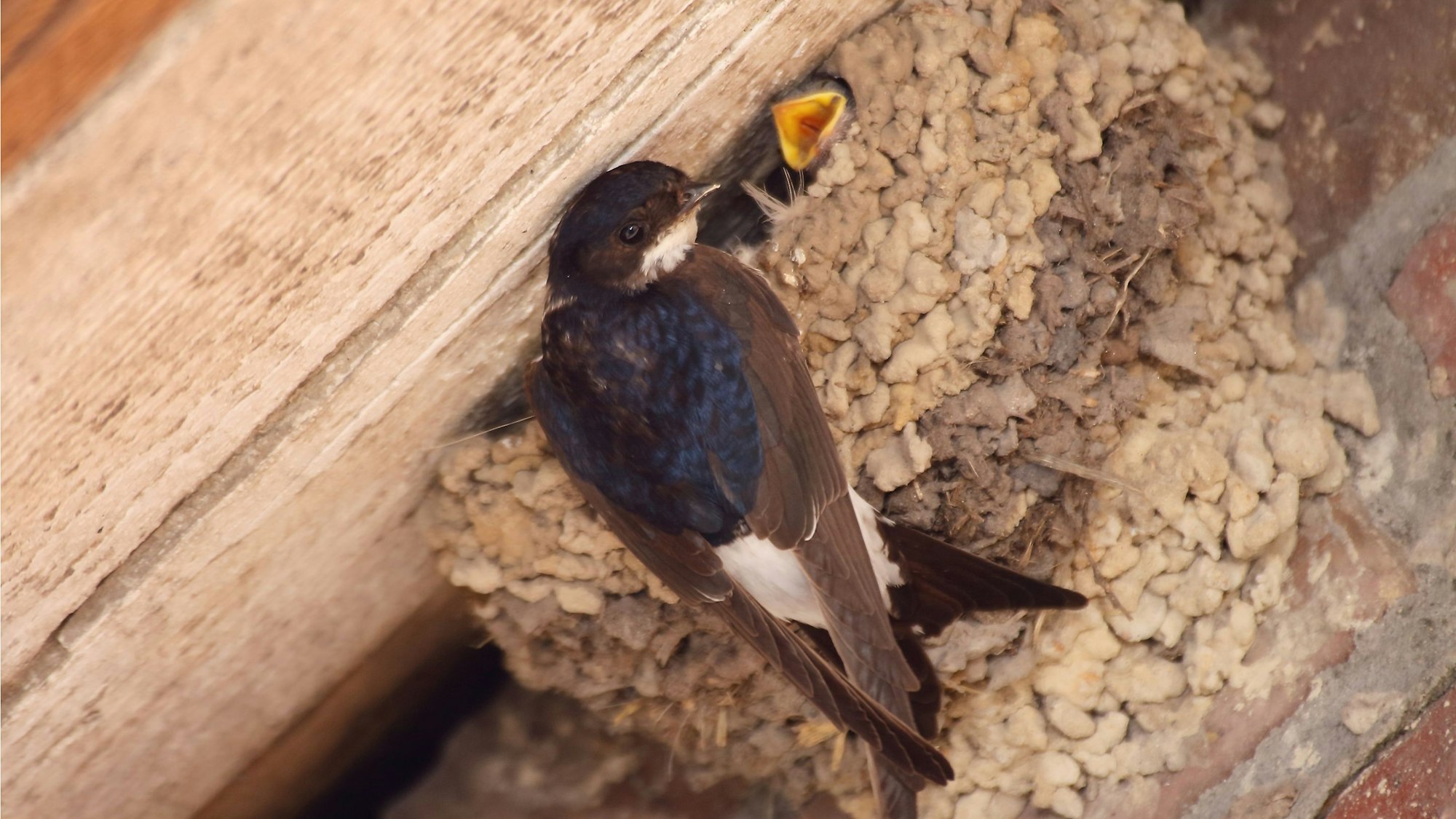 Eine Schwalbe füttert ein Junges.