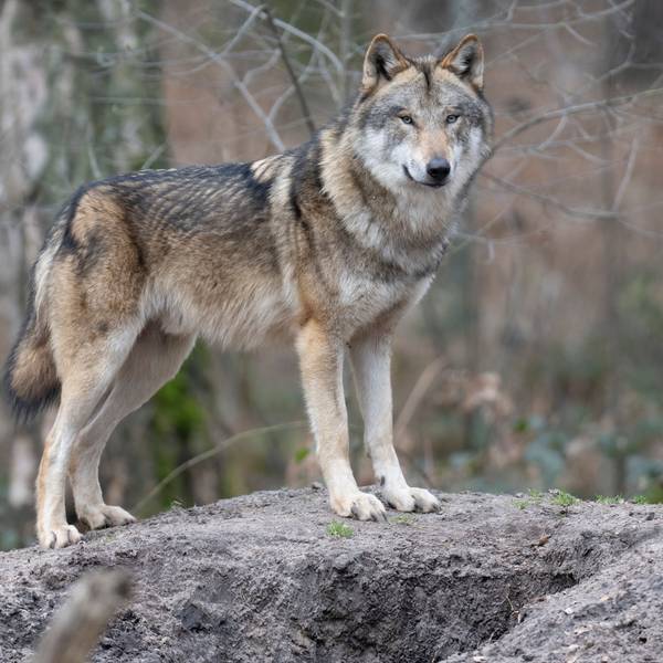 Ein Wolf steht in seinem Gehege im Tierpark.
