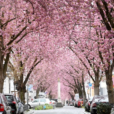 Kirschblüte auf der Heerstraße in Bonn