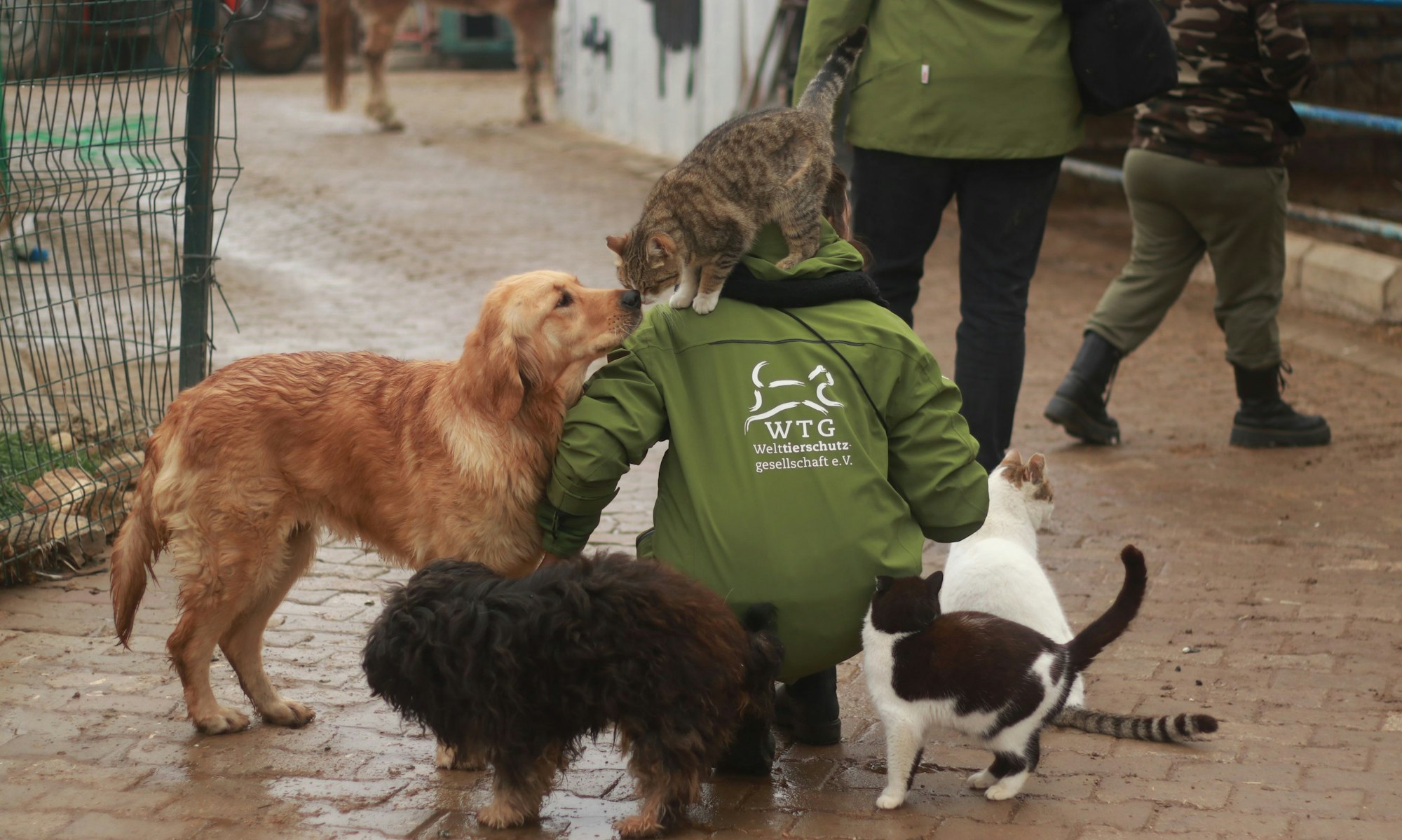 Wiebke Plasse von der Welttierschutzgesellschaft in Berlin wird bei ihrem Besuch der Angels Farm von Hunden und Katzen umringt.