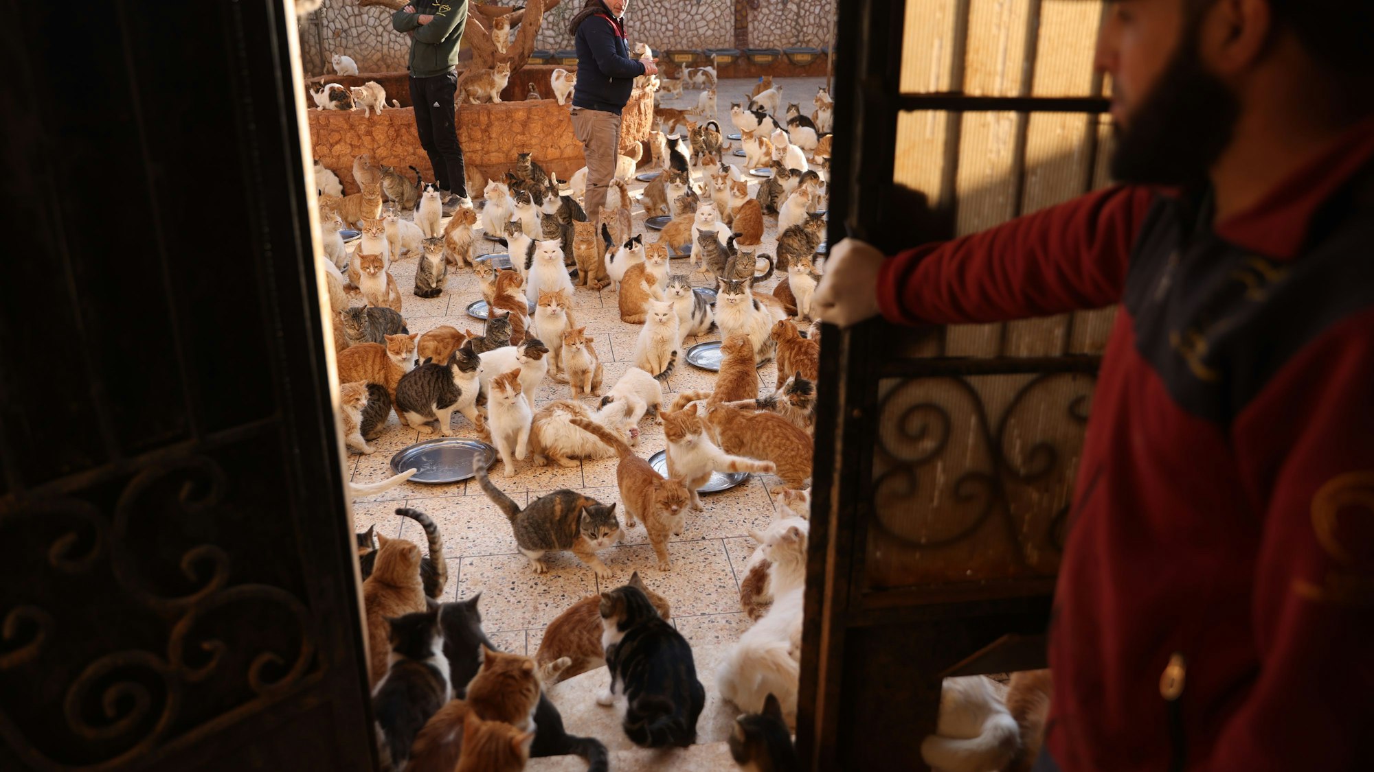 Mitarbeiter von Ernestos Cat Sanctutary spielen mit einigen der rund 2000 Katzen, die die Organisation in Idlib beherbergt.