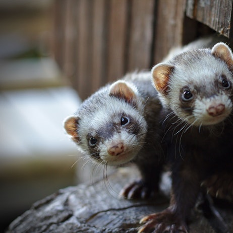 Zwei Frettchen hielten die Kölner laut Anklage im Küchenschrank.