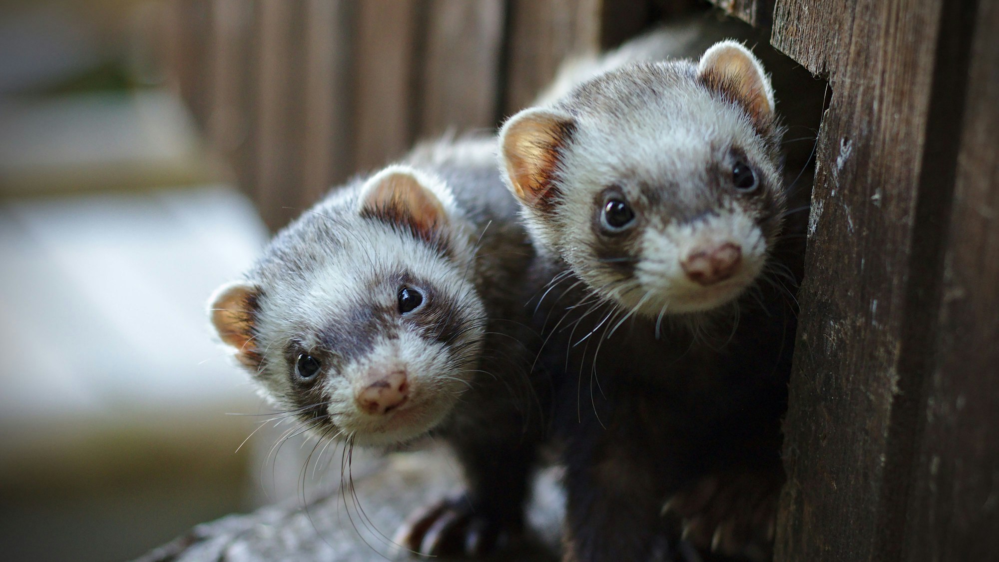 Zwei Frettchen hielten die Kölner laut Anklage im Küchenschrank.