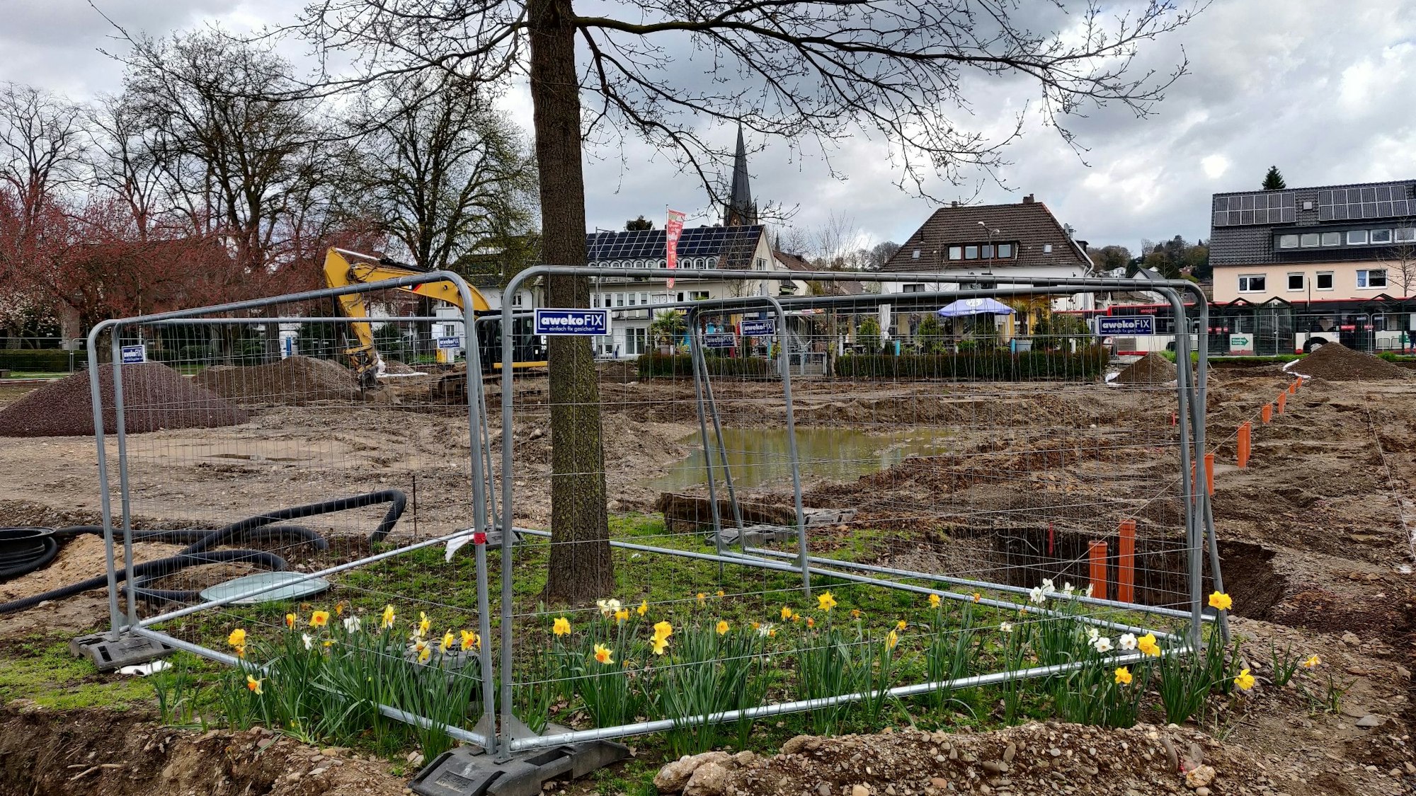 Gitter um einen geschützten Baum, an dem Osterglocken blühen.