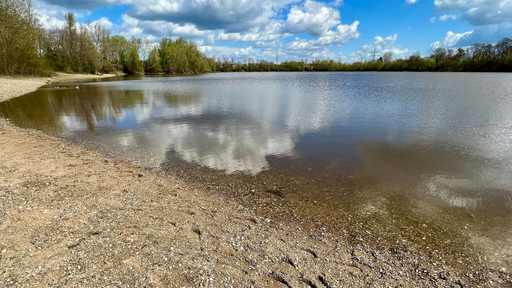 Wasserverfärbung im Hitdorfer See wegen Burgunderblutalge