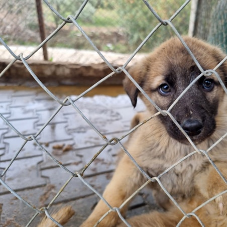 Ein aus dem Erdbebengebiet geretteter Hunde-Welpe sitzt im Käfig in der Angels Farm.