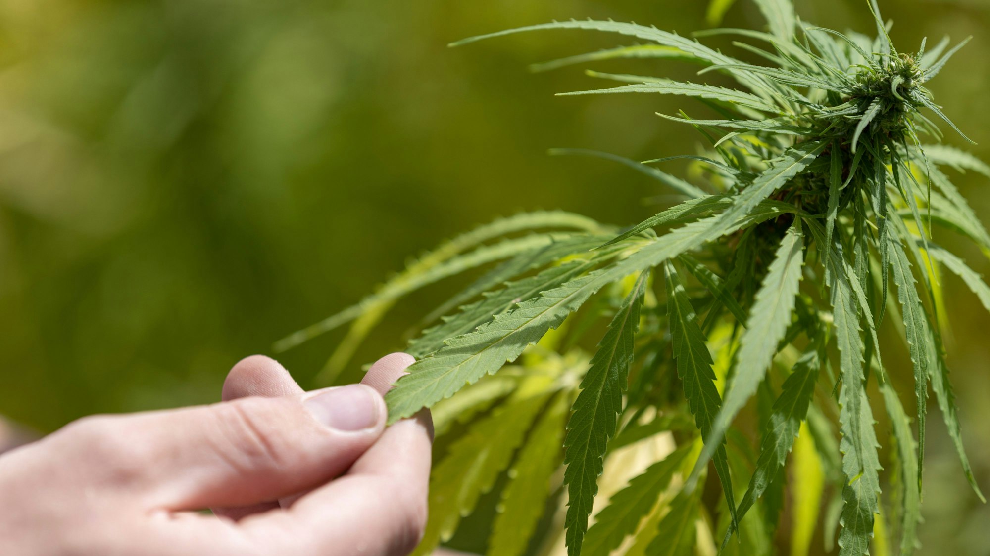 Ein Landwirt tastet die Blätter einer Hanfpflanze auf einem Feld.