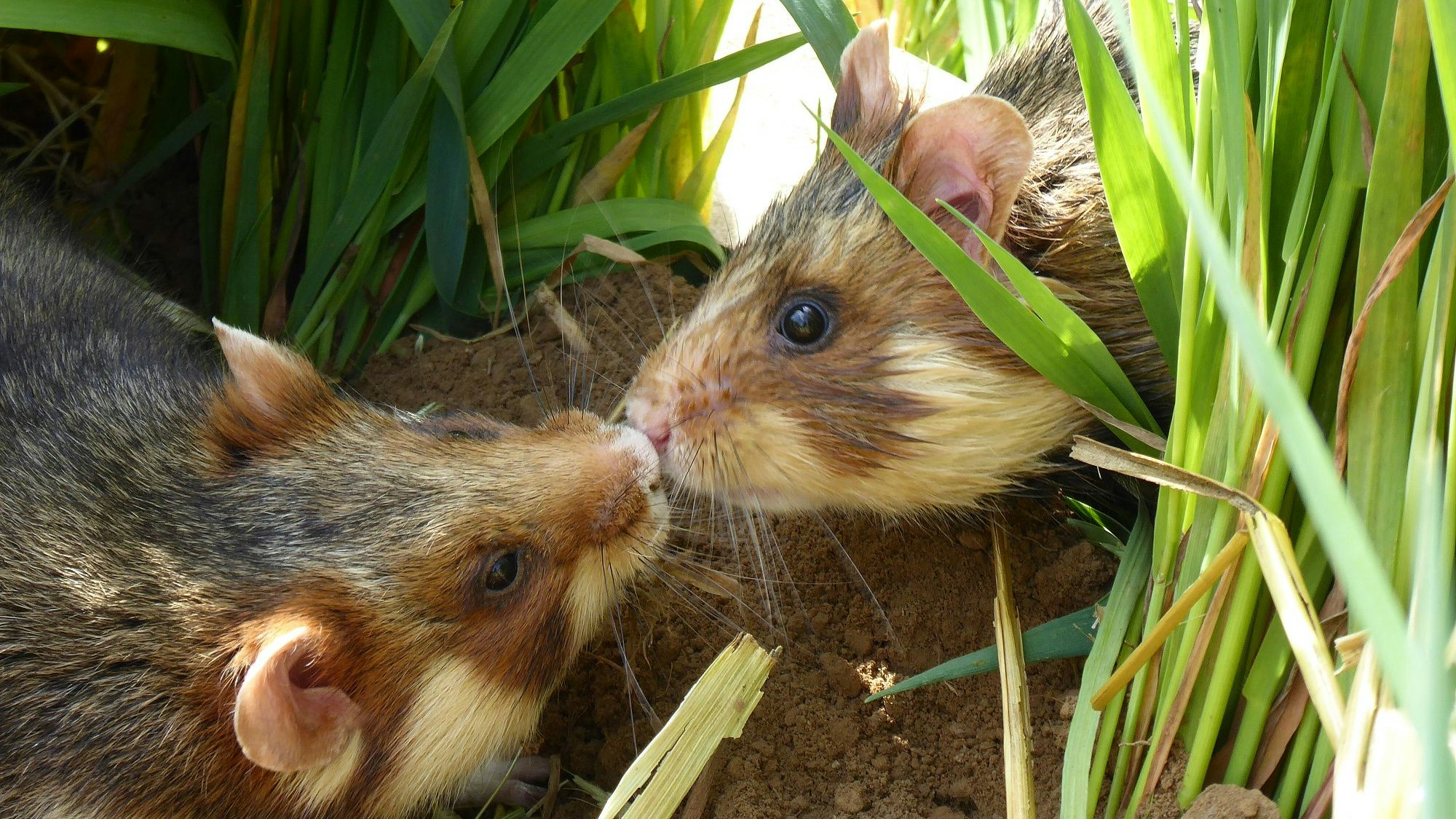 Zwei Feldhamster beschnuppern einander Nase an Nase.