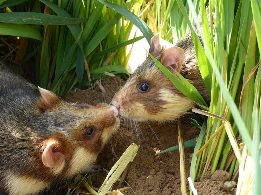 ZülpichGeich Wie geht es den ausgewilderten Hamstern? Kölner Stadt