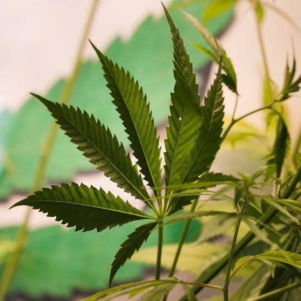 Cannabis wird rechtlich nicht mehr als illegales Betäubungsmittel eingestuft.