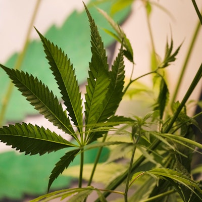 Cannabis wird rechtlich nicht mehr als illegales Betäubungsmittel eingestuft.