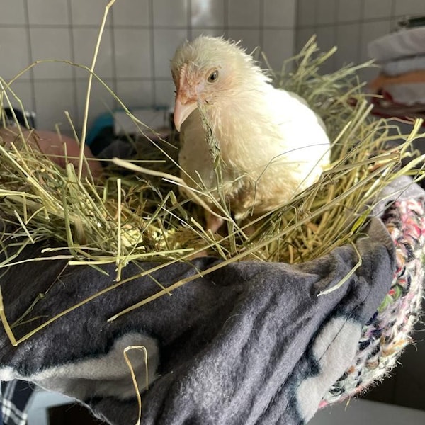 Küken „Rachel“ sitzt auf Stroh. Im Hintergrund sind Fliesen zu sehen.