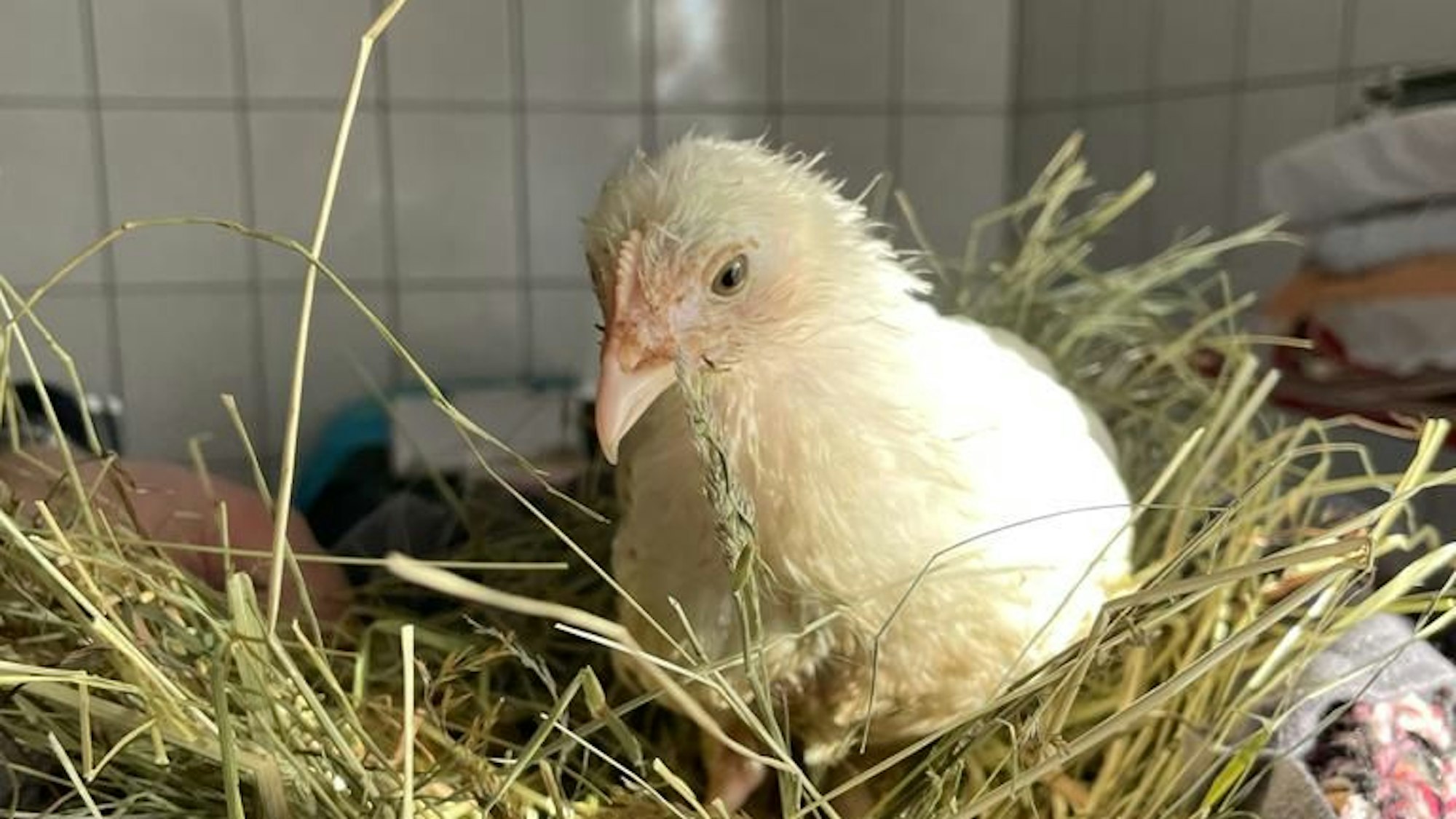 Küken „Rachel“ sitzt auf Stroh. Im Hintergrund sind Fliesen zu sehen.