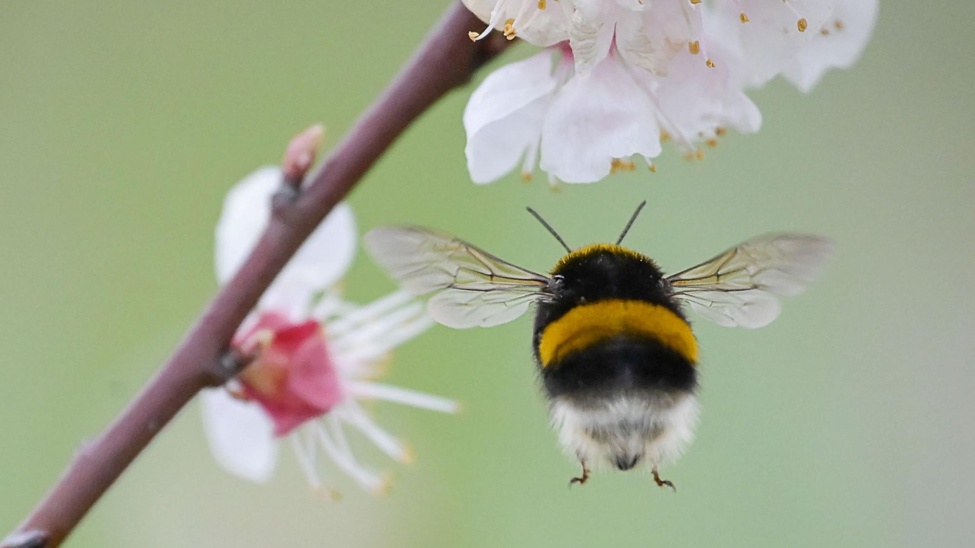Eine Hummel fliegt auf eine Blüte zu.