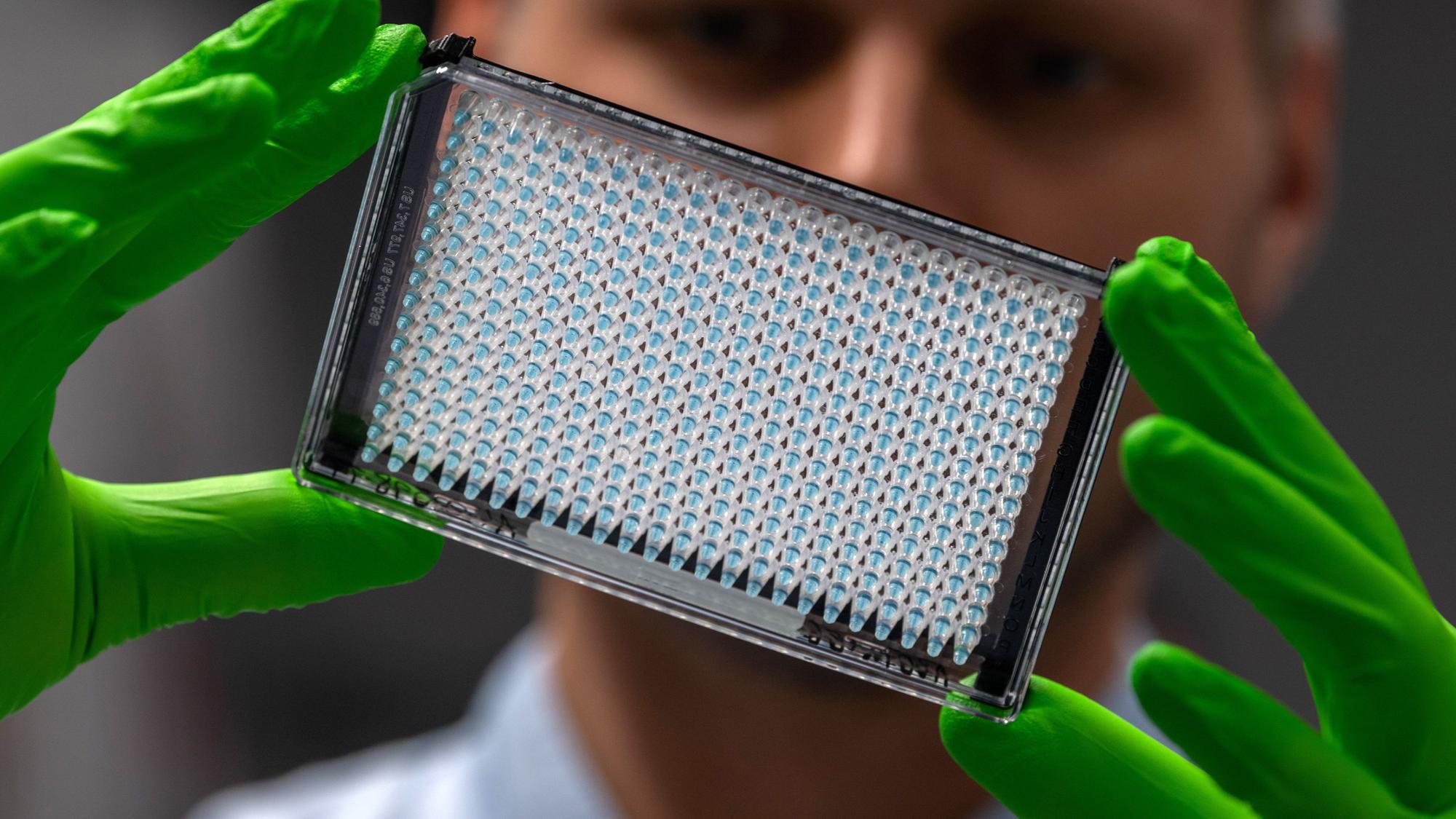 Ein Mitarbeiter im DKMS Life Science Lab, im ehemaligen Gebäude der Dresdner Bundesbank, betrachtet eine Platte mit DNA Material von 384 Spendern. (Symbolbild)