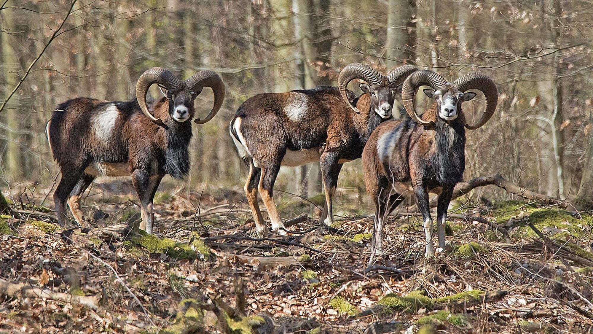 Drei Muffelwilder stehen im Wald und schauen in die Kamera.