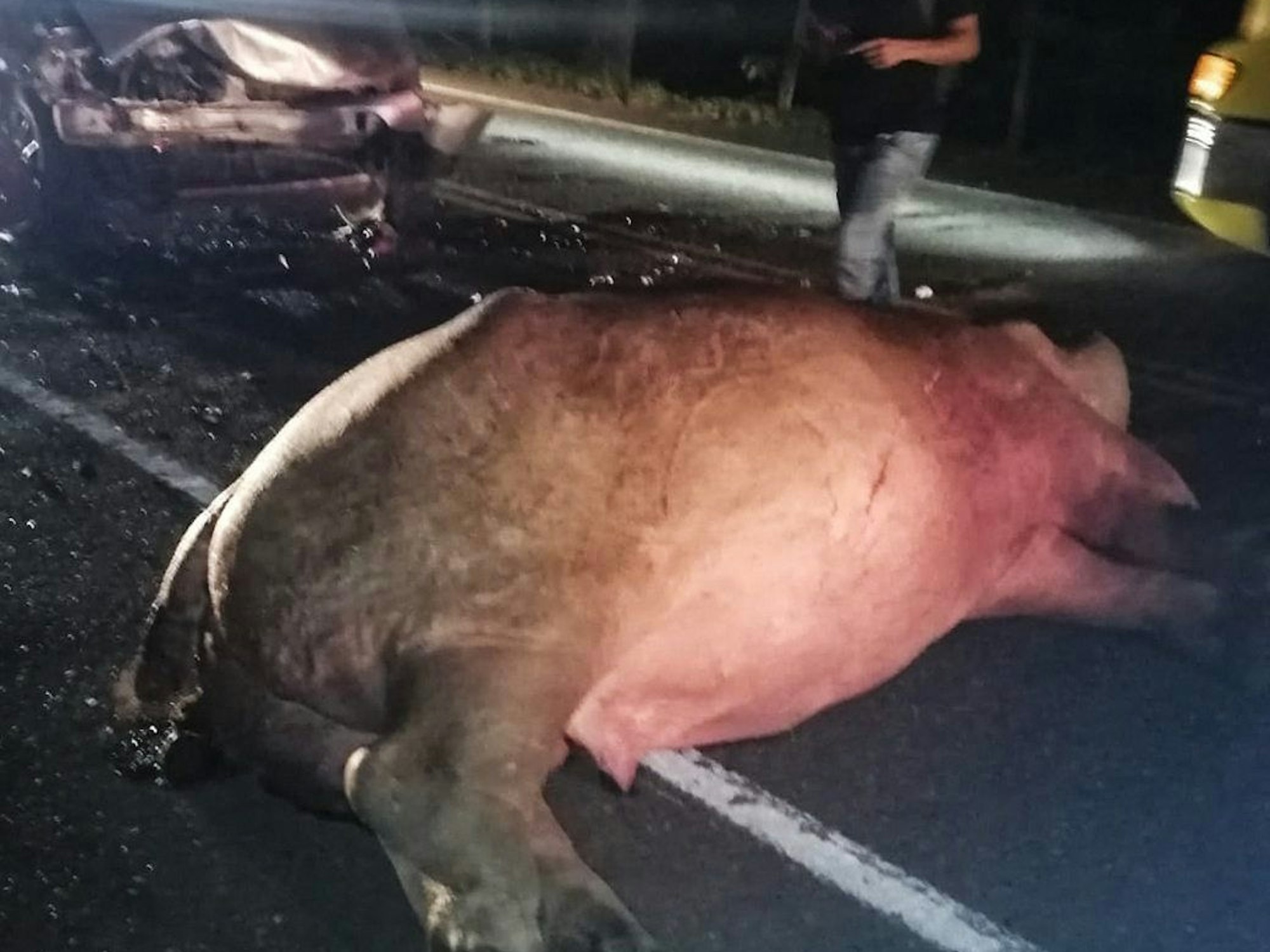 Dieses über eine Tonne schwere Nilpferd wurde tot auf der Autobahn in der Nähe des ehemaligen Anwesens von Drogenbaron Pablo Escobar gefunden.