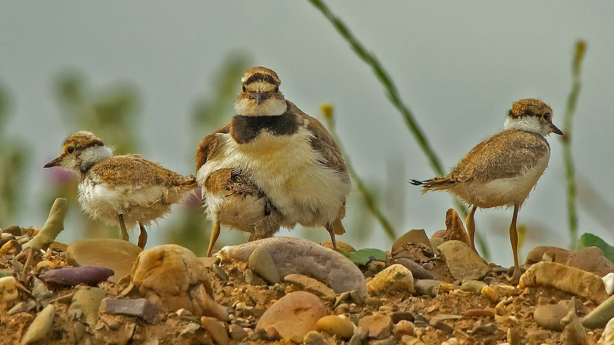 Ein gelb-brauner Flussregenpfeifer blickt in die Kamera. Drei Küken stehen neben ihm.