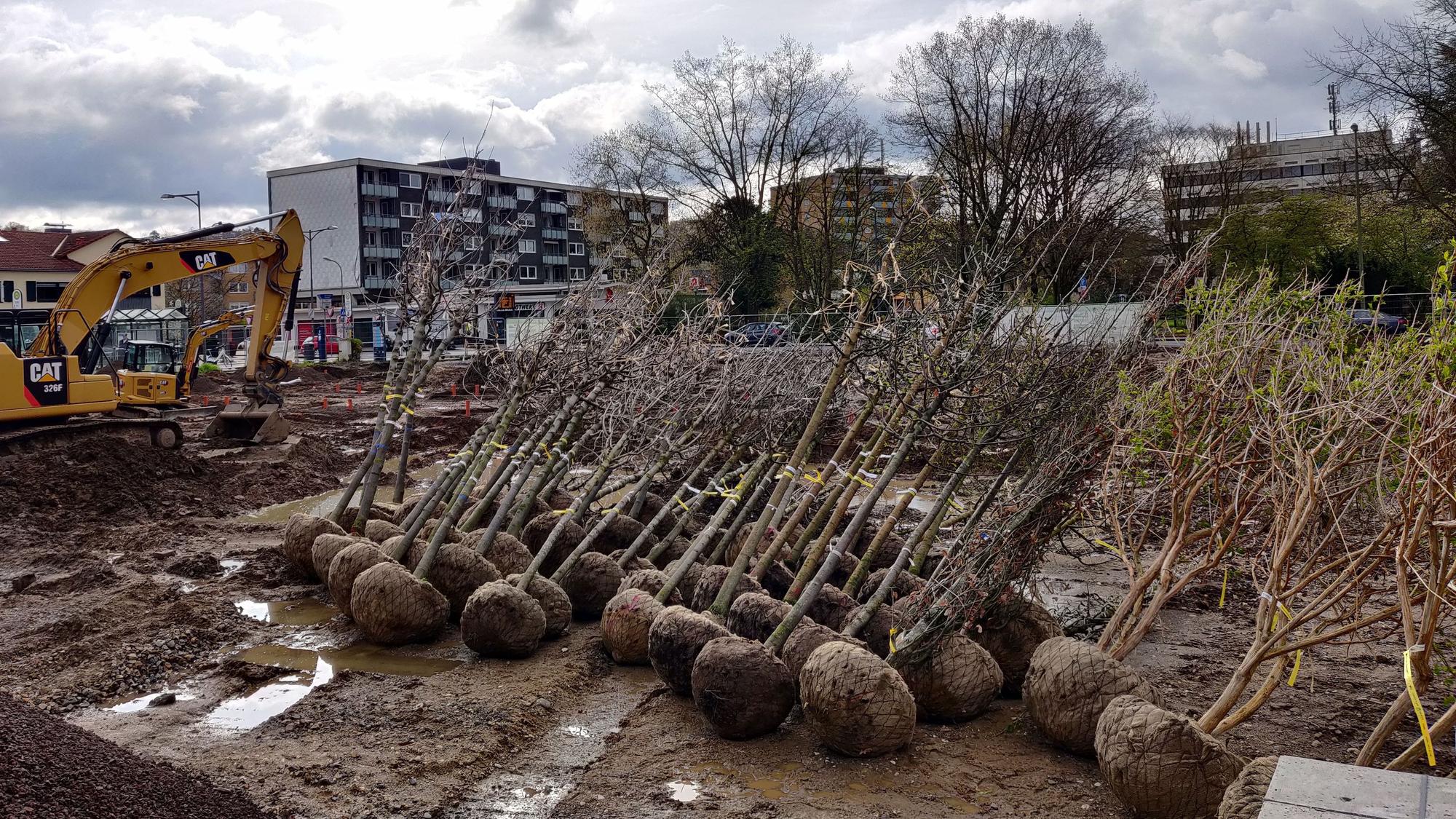 49 Bäume liegen nach dem Abladen auf der Baustelle im alten Stadtpark.