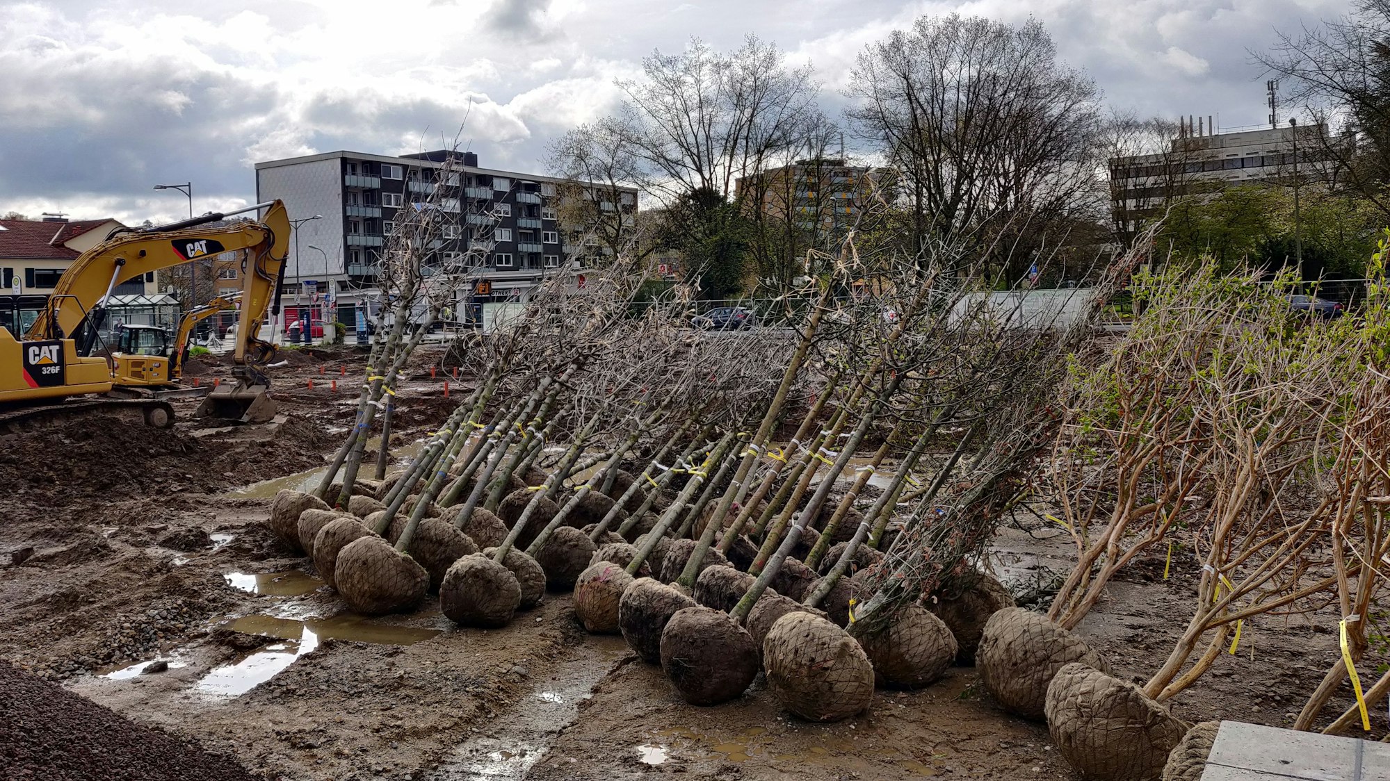 49 Bäume liegen nach dem Abladen auf der Baustelle im alten Stadtpark.