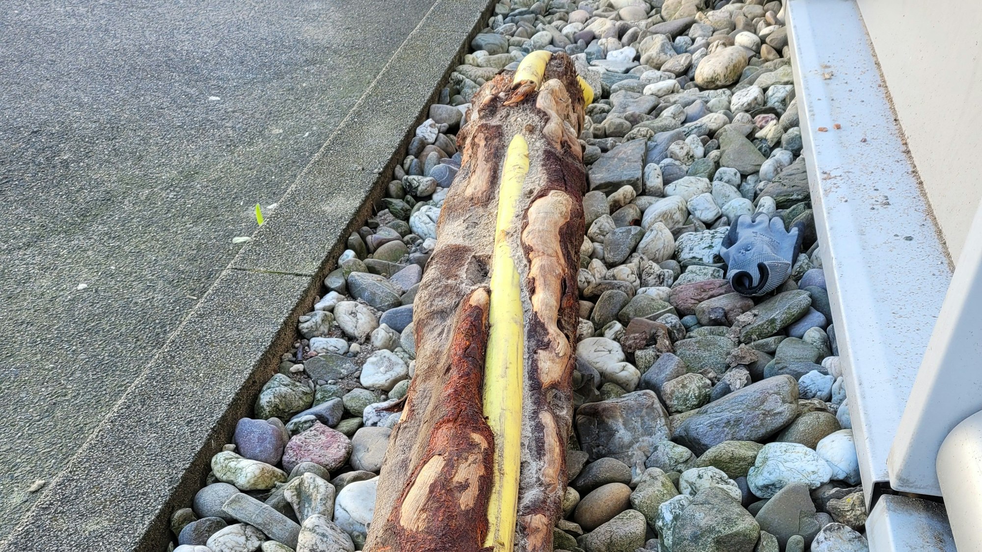 Eine Wurzel hat sich komplett um eine Gasleitung gewickelt.