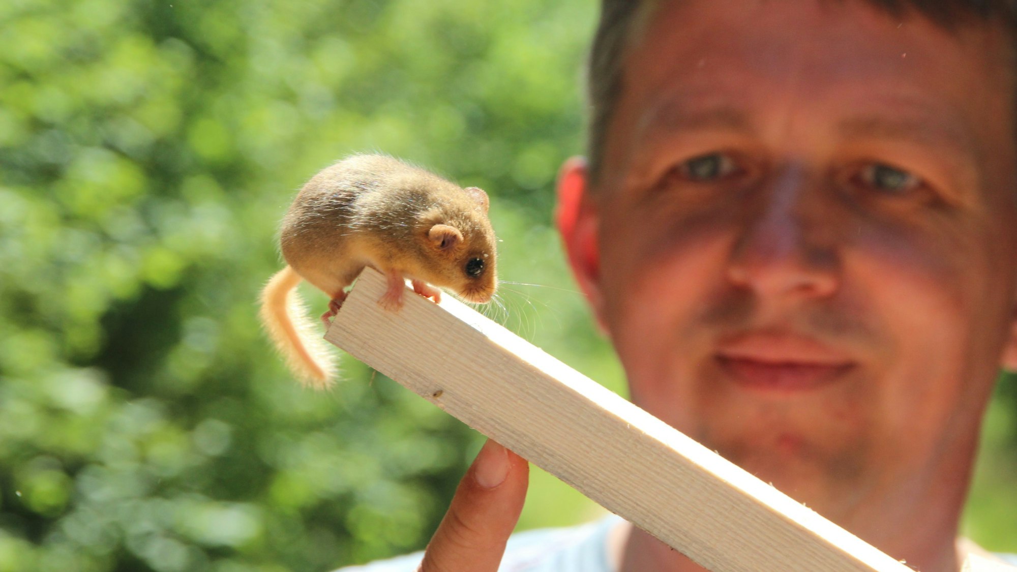 Gregor Eßer hält eine Haselmaus auf einem Holzstück.