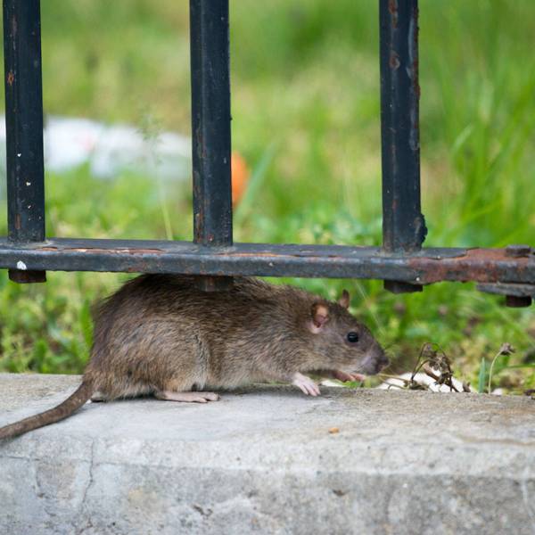 Eine Ratte in New York City.