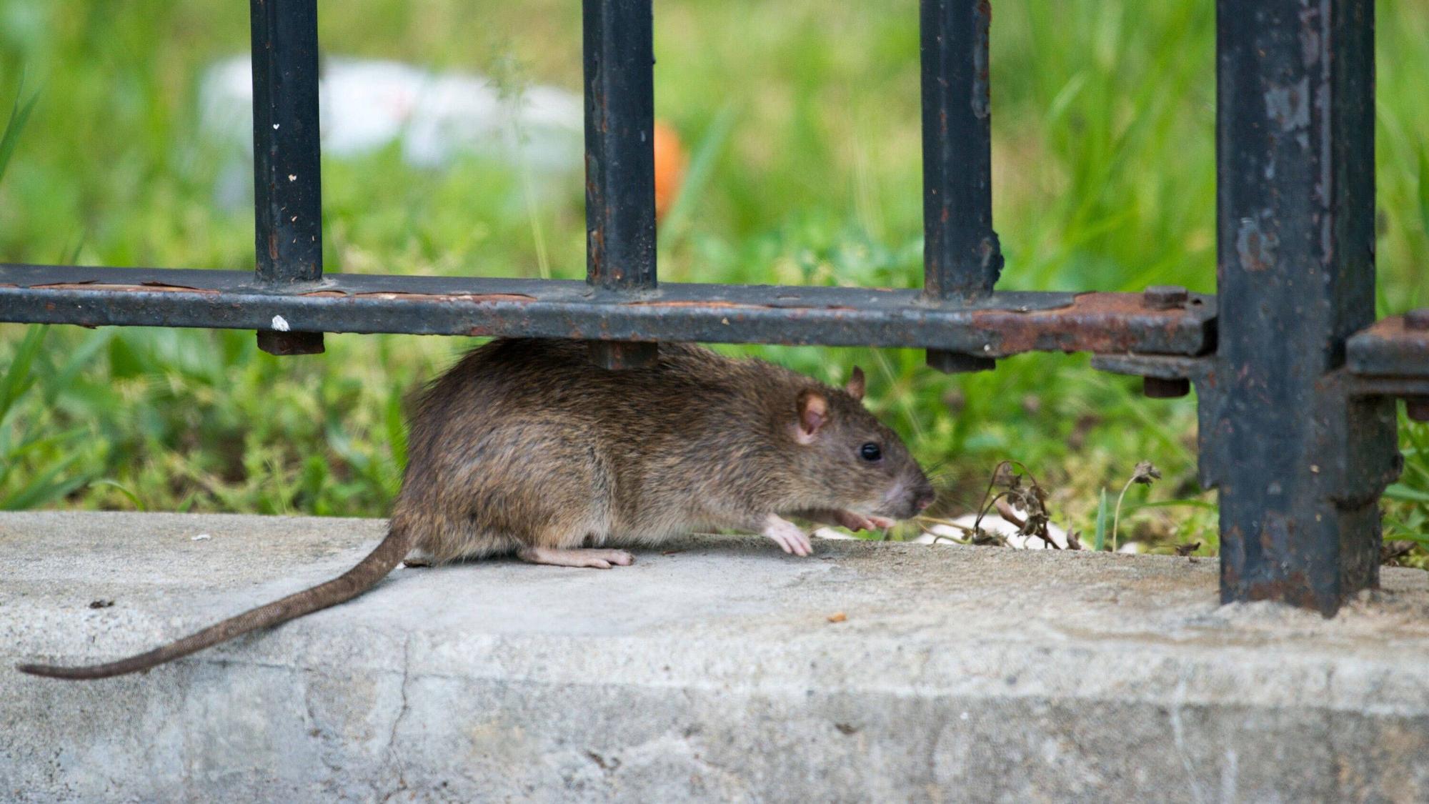 Eine Ratte in New York City.