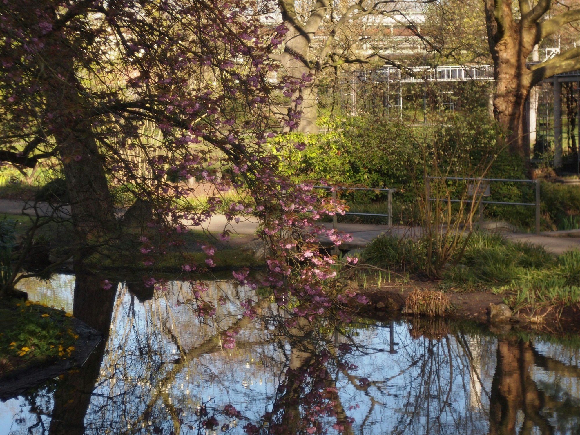 Kirschblüten im Japanischen Garten in Leverkusen.