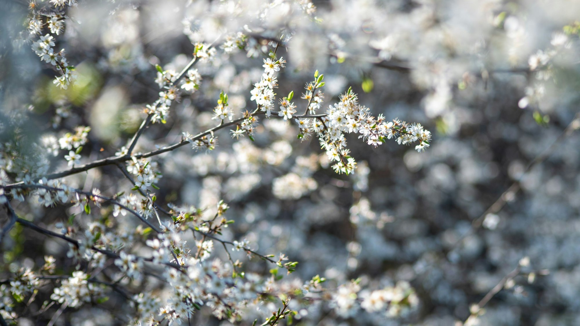 Schlehen blühen in voller Pracht.