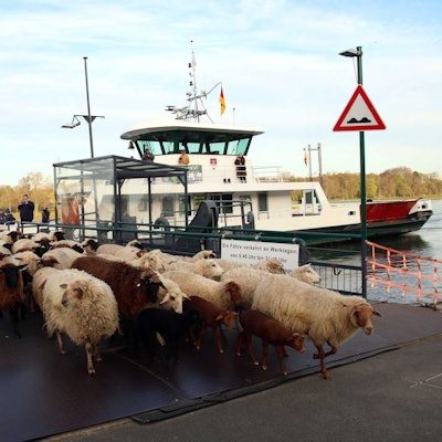Schafe und Ziegen verlassen in Königswinter die Rheinfähre.