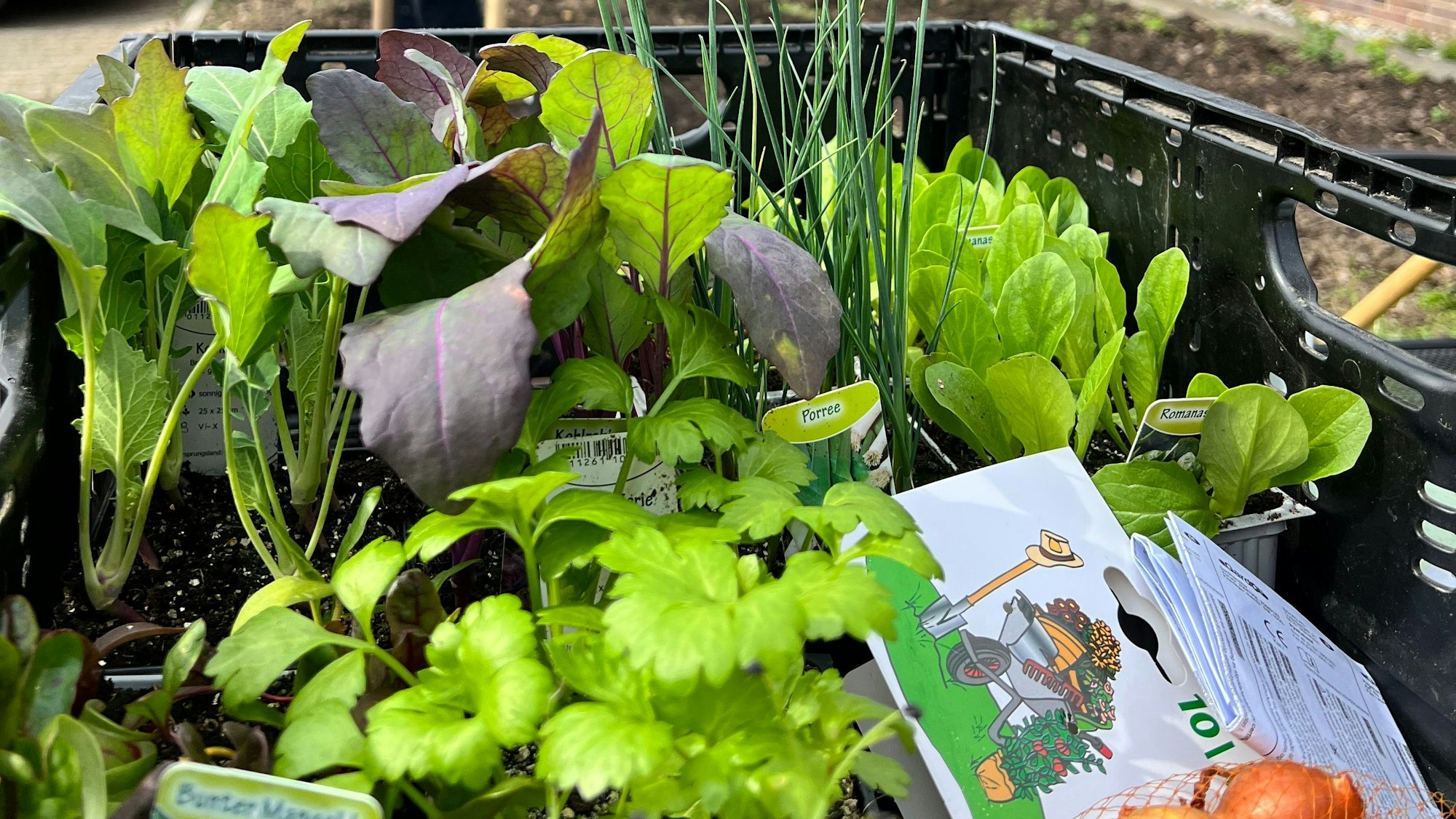 Gemüse und Kräuter fürs urbane Gärtnern in Opladen