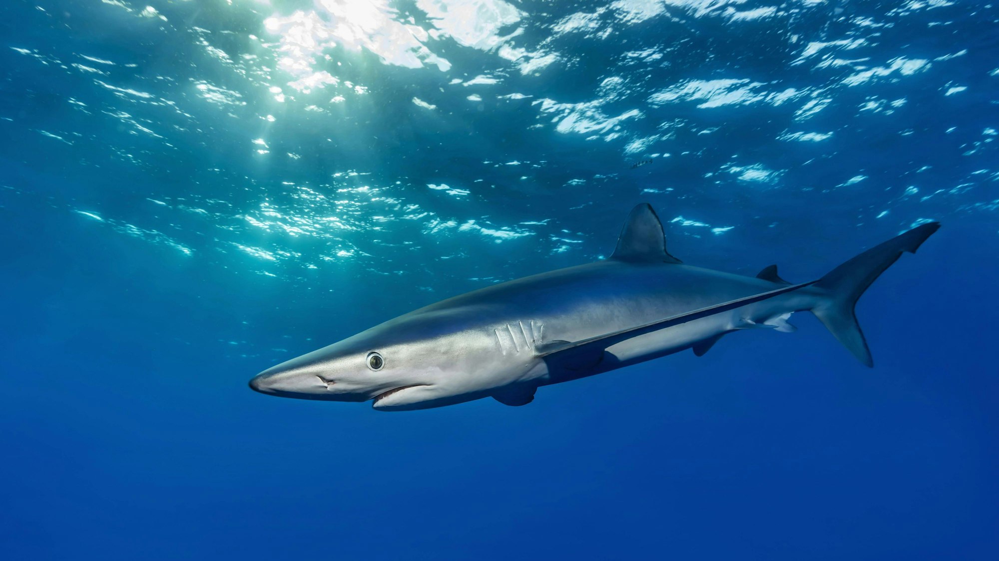 Ein Blauhai (Prionace glauca) schwimmt im sonnendurchfluteten Wasser. (Symbolbild) Auf Mallorca wurde ein vergleichbares Exemplar gesichtet.
