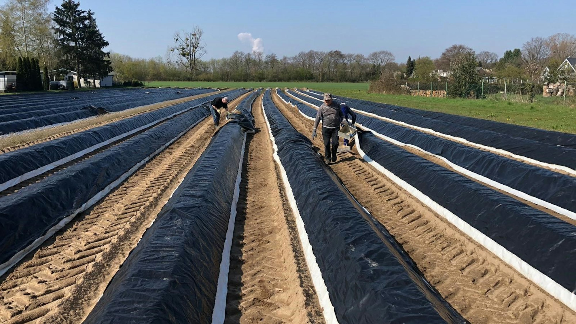 zwei Männer auf einem Spargelfeld