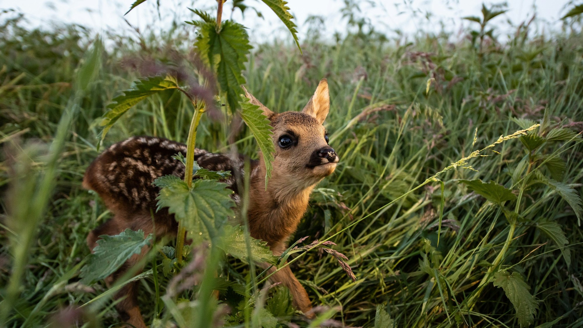 Rehkitze werden von ihren Müttern in der Wiese abgelegt.
