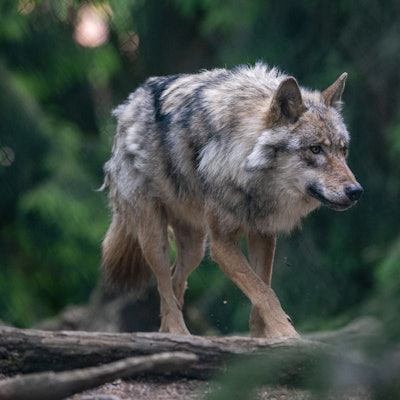 Ein Wolf spaziert im Bayerwald-Tierpark durch das Gehege.