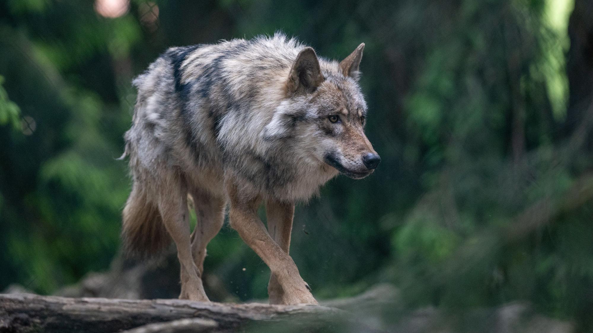 Ein Wolf spaziert im Bayerwald-Tierpark durch das Gehege.