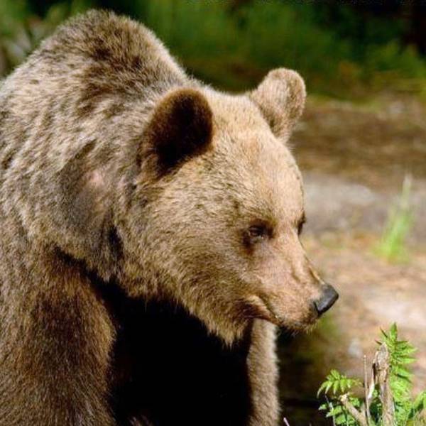 Ein Braunbär streift in der Region Trentino in Norditalien durch die Wälder. (Symbolbild)