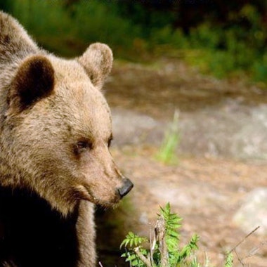 Ein Braunbär streift in der Region Trentino in Norditalien durch die Wälder. (Symbolbild)
