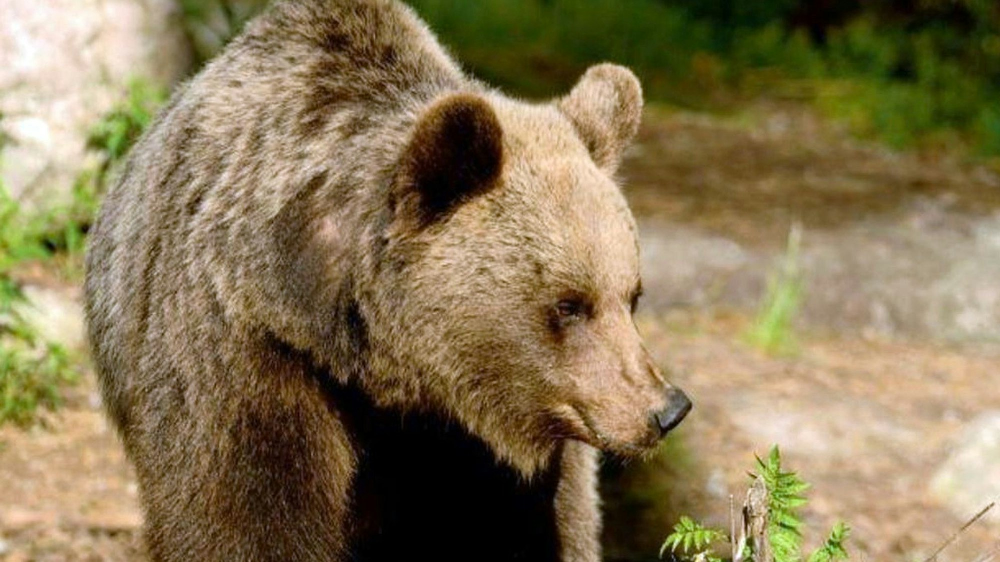 Ein Braunbär streift in der Region Trentino in Norditalien durch die Wälder. (Symbolbild)