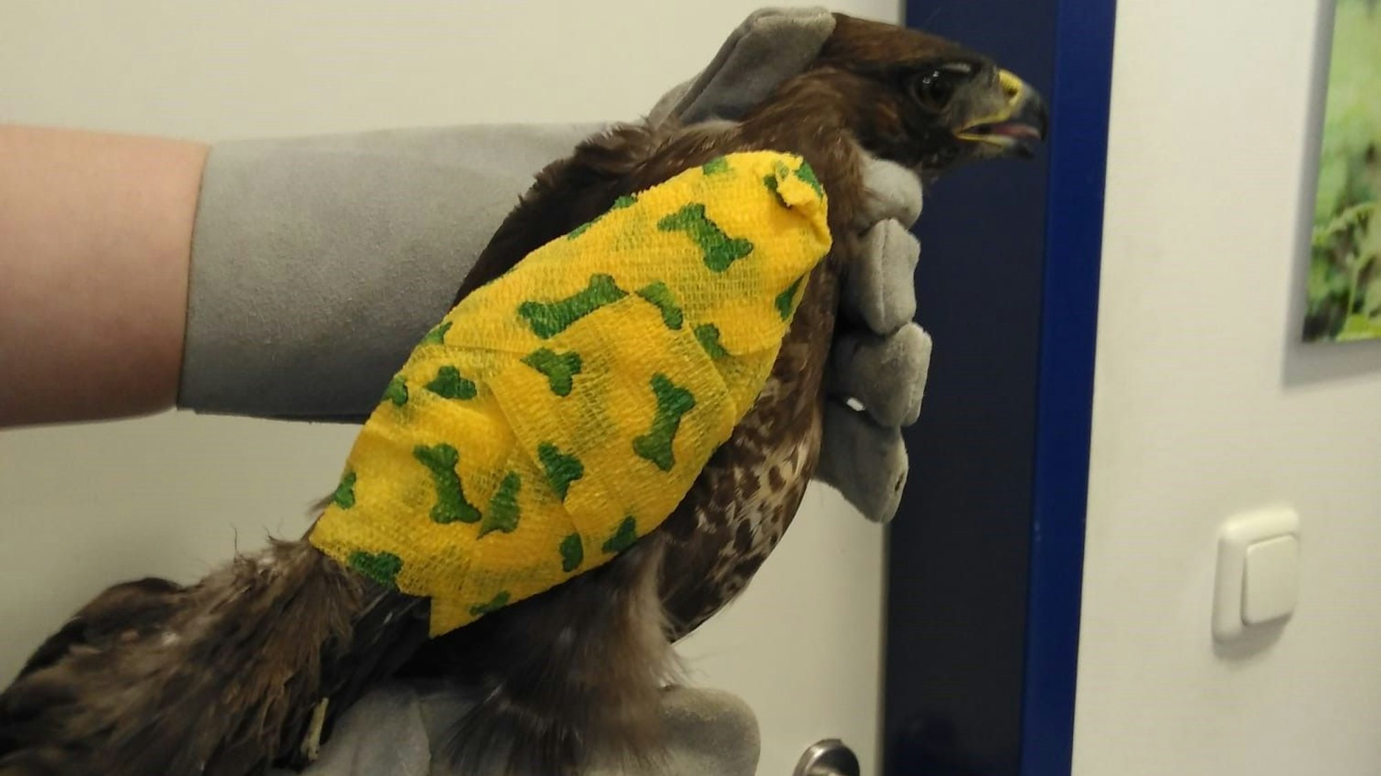 Mäusebussard wurde mit Luftgewehr abgeschossen und von der Feuerwehr Köln geborgen. Die Bergische Greifvogelhilfe hat ihn aufgepeppelt.