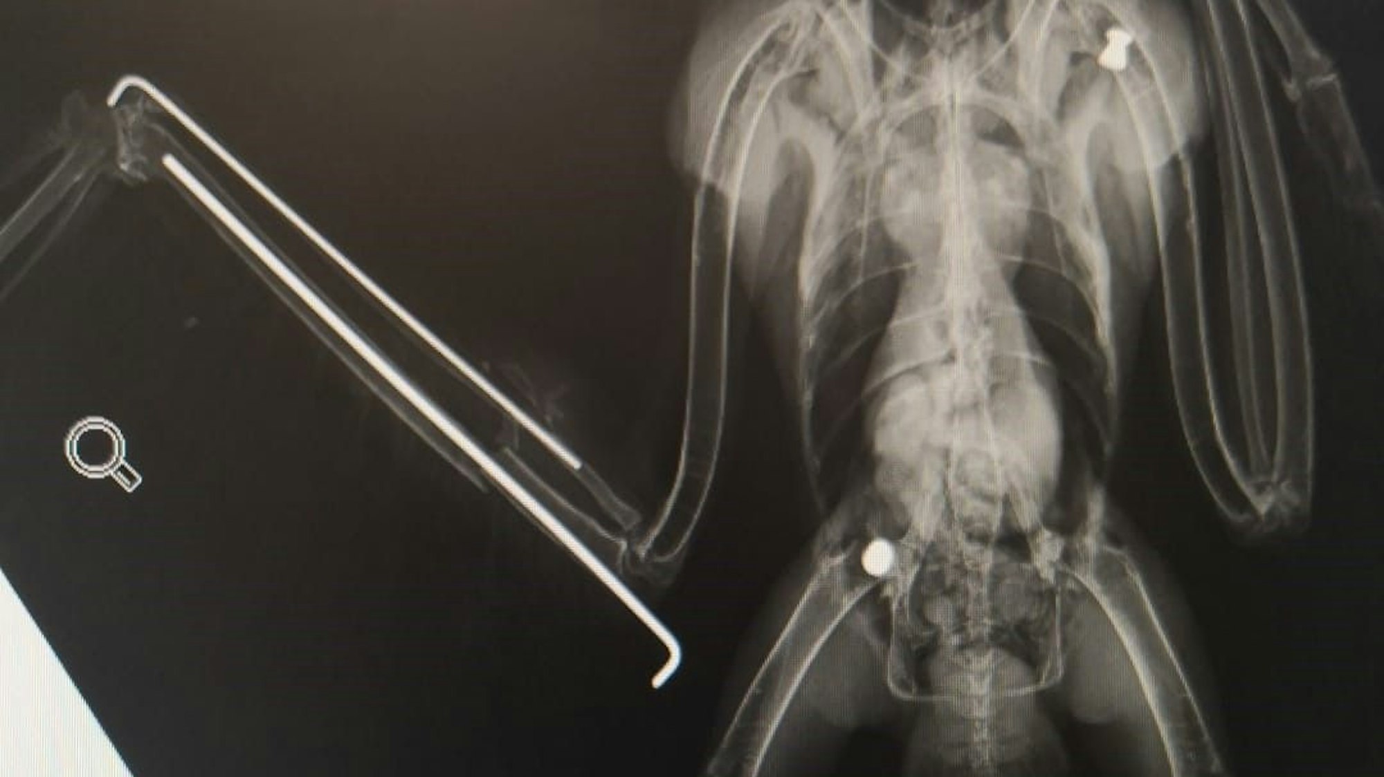 Mäusebussard wurde mit Luftgewehr abgeschossen und von der Feuerwehr Köln geborgen. Die Bergische Greifvogelhilfe hat ihn aufgepeppelt.