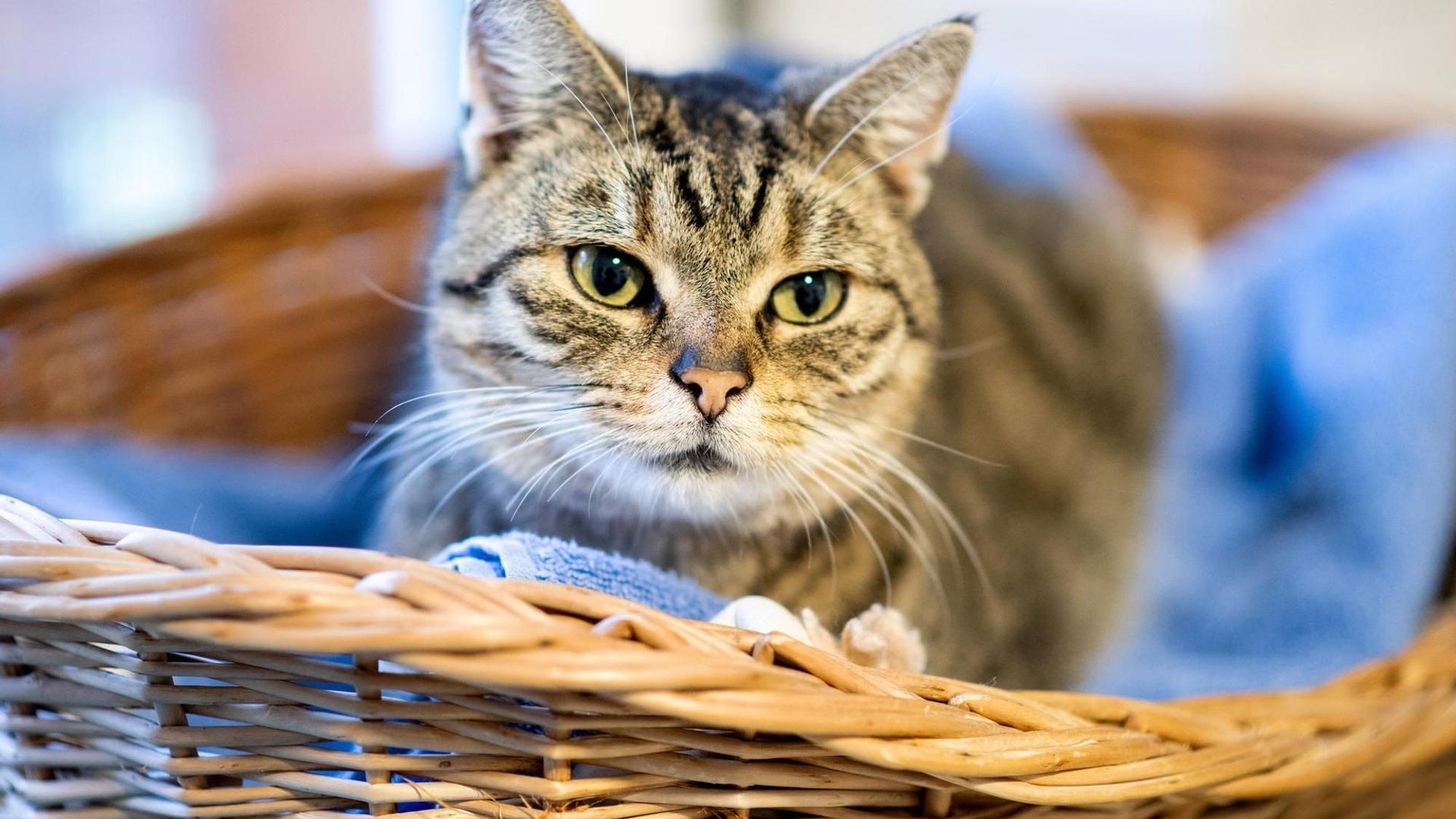 Der Kater «Ludwig» sitzt in einem Korb im Tierheim Oldenburg.